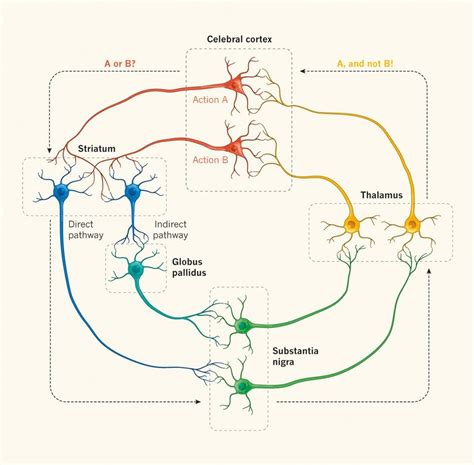 Decision Making At The Neuronal Level In This Simplified Model