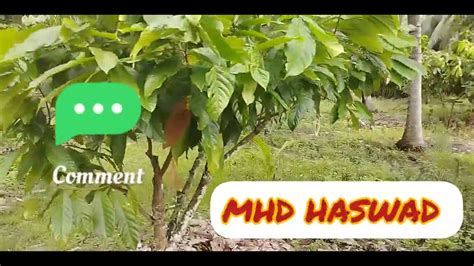 Keadaan Kebun Koko Haji Halim Youtube