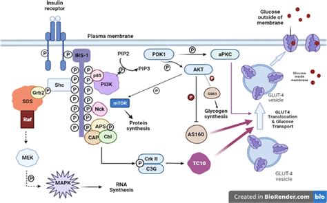 Insulin Signaling Pathway Protein Tyrosine Phosphatase 1B PTP1B