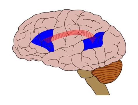 Know Your Brain Neuroscientifically Challenged