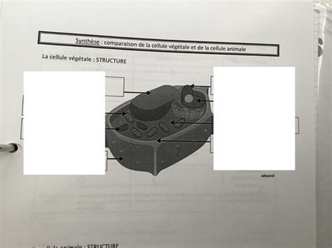 Flashcards Légender la cellule végétal et la cellule animal Quizlet