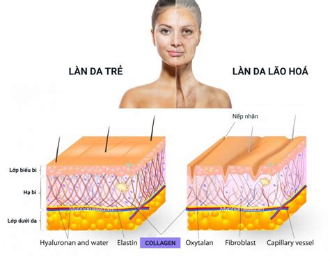 Tìm hiểu về bao nhiêu tuổi uống collagen để có mái tóc và làn da khỏe đẹp