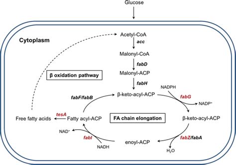 Fatty Acid Metabolism Pathway In E Coli Faba Fabb Fabd Fabf Fabg