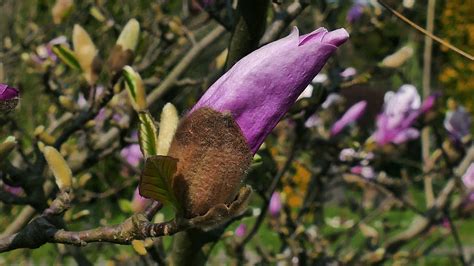 Magnolia Spring Flowering - Free photo on Pixabay