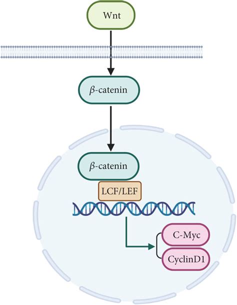 The Wnt β Catenin Signaling Pathway Download Scientific Diagram