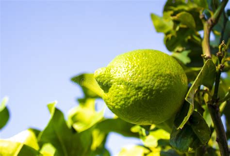 Lemon for Tree. Blooming Citrus Tree with Fruits Stock Image - Image of ...