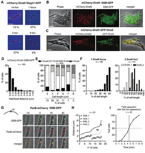 Subcellular Localization Of Dna Replisome Complexes A Representative