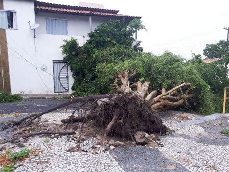 Rvore Cai Danifica Telhado De Resid Ncia E Deixa Tr Nsito Lento