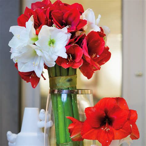 Mixed Amaryllis Bulbs For Sale Online Holiday Cheer Collection Easy