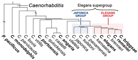 Jdb Free Full Text Evolutionary Change In Gut Specification In