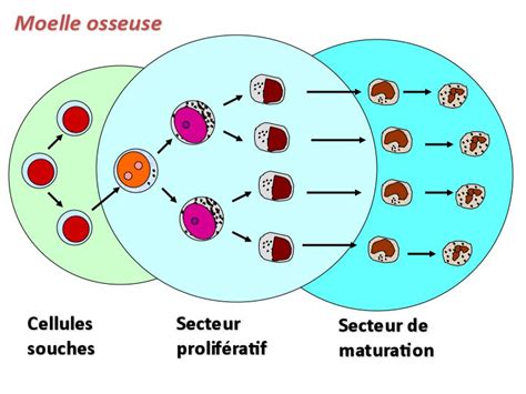 Moelle Osseuse Physiologie