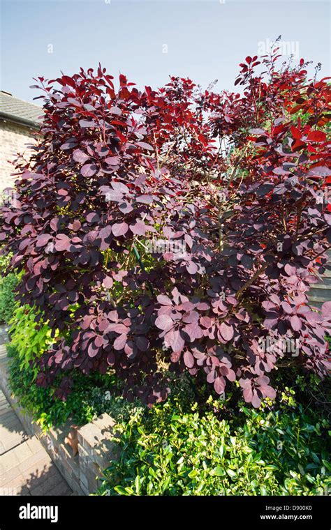 A Royal Purple Smoke Bush (Cotinus coggygria) growing in a sunny spot ...