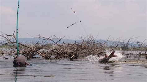 Unbelievable Fishingfisherman Catching The Big Rohu Fish In Singal