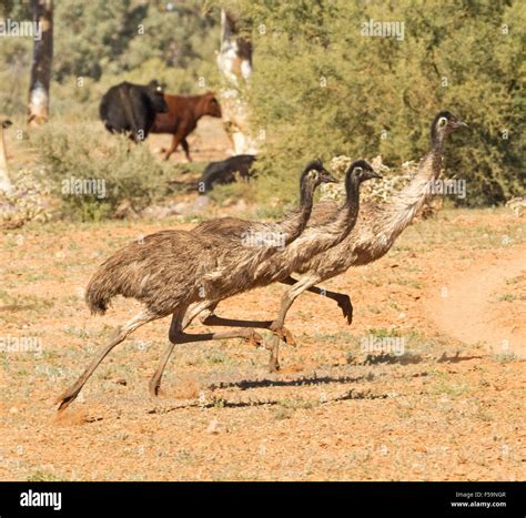 Group of three wild emus running side by side in synchronized humorous ...