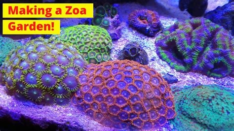 Zoa Garden Tank | Fasci Garden