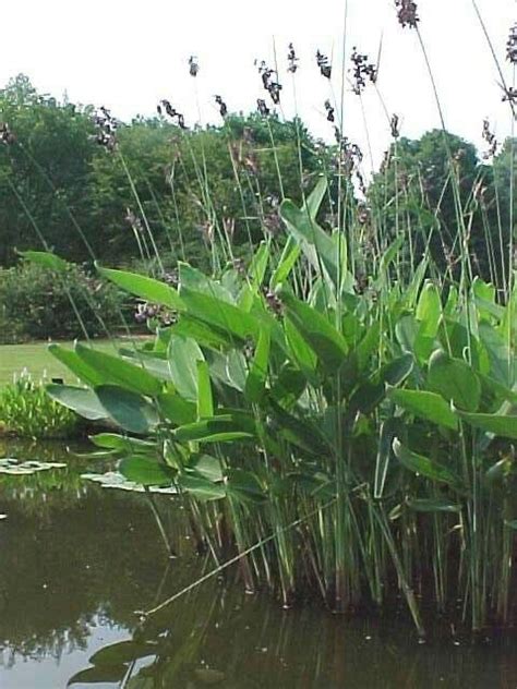 Thalia Dealbata Aquatic Plants Trees To Plant Water Garden