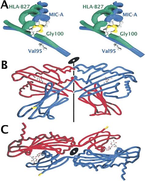 Detailed Views Of The Latch And The Crystallographic Dimer A