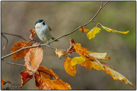 M Sange Petite Nonnette Oiseau D Automne En T Si Dis Flickr