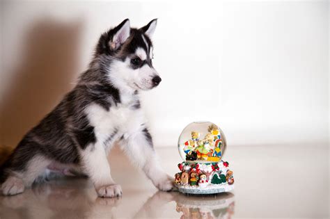 Get to Know Some Characteristic Features of Mini Husky Dogs - Pet Ponder