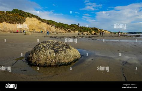 Moeraki Boulders Dragon Eggs On Koekohe Beach At Sunny Day In Otago