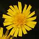 Search Name Contains Hawkweed Minnesota Wildflowers