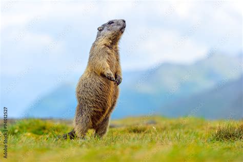 Murmeltier In Den Alpen Stock Photo Adobe Stock