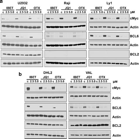 Bet Inhibition Suppresses Myc And Bcl Protein Expression In Dhl Thl