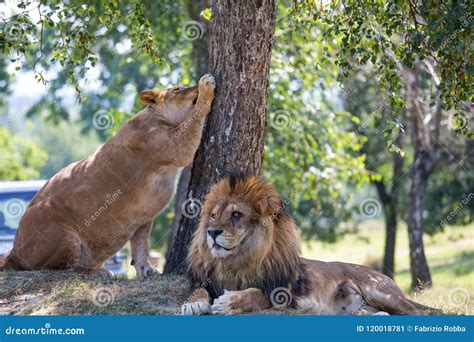 Lion And Lioness Beside A Tree Stock Image Image Of Natural