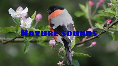 Forest Birdsong Nature Sounds Relaxing Nature Sounds Youtube