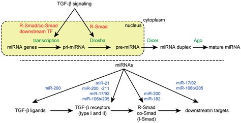 Ijms Free Full Text Microrna Control Of Tgf Signaling