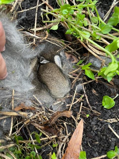 How Rabbits Make A Nest