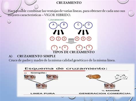 TEMA MEJORAMIENTO GENÉTICO EN CUYES CÁTEDRA PRODUCCIÓN DE CUYES Y