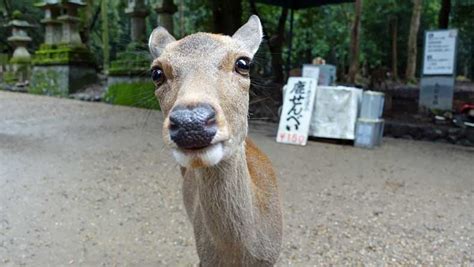 The Nara Park deer and other things to see in Nara, Japan