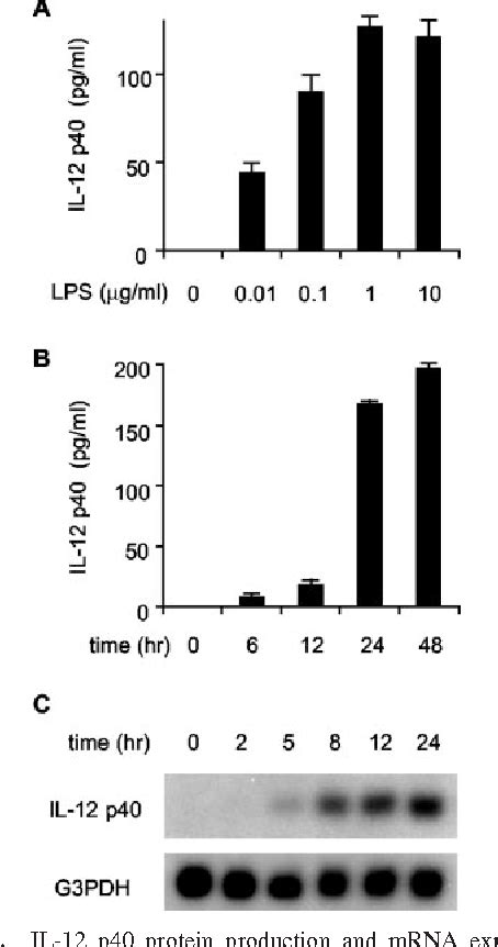 Figure 1 From Production Glutathione Redox Regulation Of Il 12 Mitogen