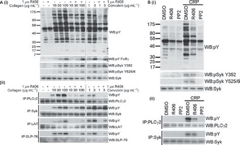 The Novel Syk Inhibitor R Reveals Mechanistic Differences In The