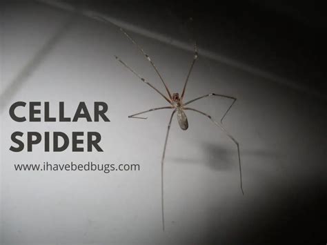 Cellar Spider: Complete Facts On The Species - ihavebedbugs.com