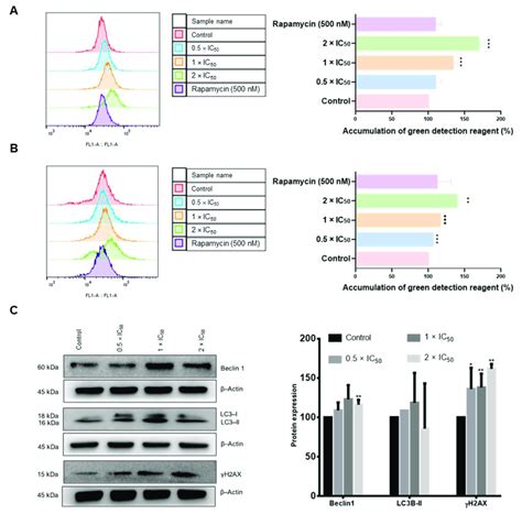 Induction Of Dna Damage And Autophagy In Adapalene Treated Amo Cells