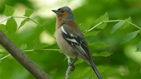 Пение зяблика. Голоса птиц. Common chaffinch song. AllVideo. - YouTube