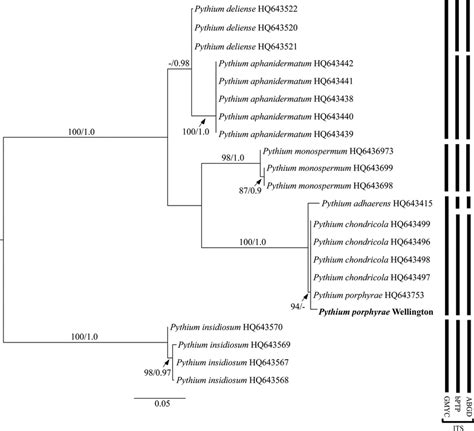 Maximum Likelihood ML Phylogeny Of Pythium Species In Clade A Based