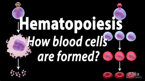 Hematopoiesis Definition Embryology And Cell Lines Kenhub