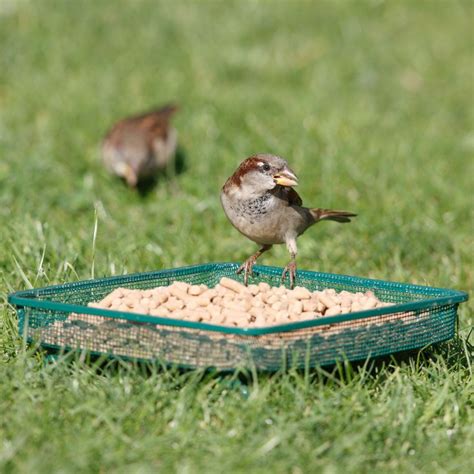 Rspb Mesh Ground Bird Feeder Ground Bird Feeder Bird Feeders Bird