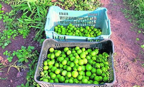 Investigan Origen De Las Huertas Limoneras