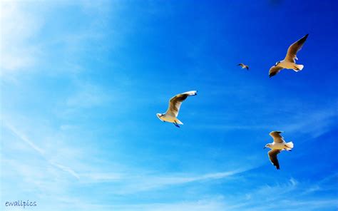 Birds In Sky Wallpapers Top Free Birds In Sky Backgrounds