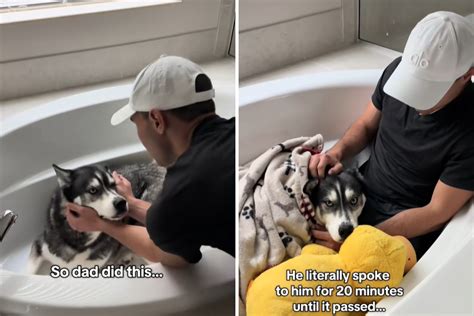 Owners Can't Find Husky Post-Thunderstorm—Then Make Heartbreaking