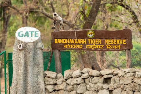 A Quick Guide To Bandhavgarh National Park Times Of India Travel