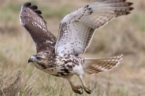 7 Amazing Species Of Hawks In Florida Pictures Bird Feeder Hub