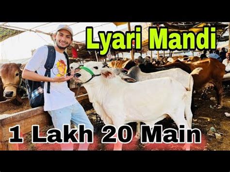 Lyari Mandi Mid Range Wala Maal Karachi Cattle Rates Updates 23 May