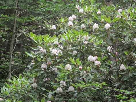 Rhododendron Bloom Report July 25 2017 NH State Parks