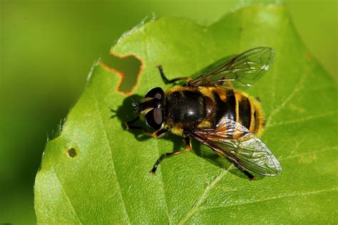 Myathropa florea A female May 2024 Trelde Næs Frederici Flickr