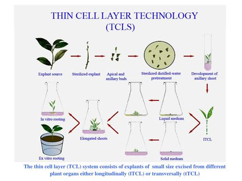 Ppt Plant Tissue Culture Techniques Tools In Plant Micropropagation